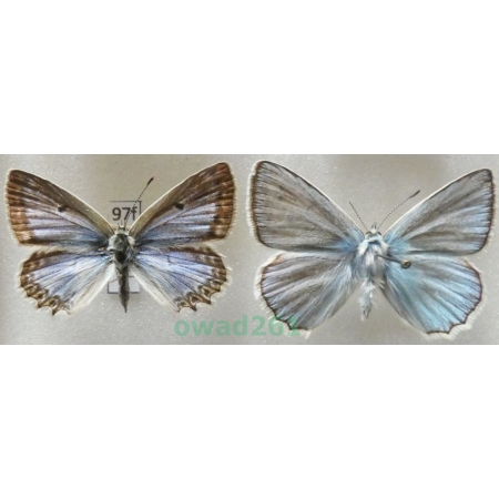 Polyommatus daphnis (Denis & Schiffermüller, 1775) pair Czech97f